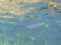p1010430.jpg