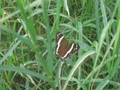 img_2065.jpg