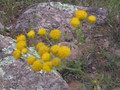 img_6515.jpg