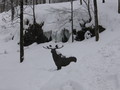 img_7454.jpg